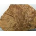 Platanus neptuni